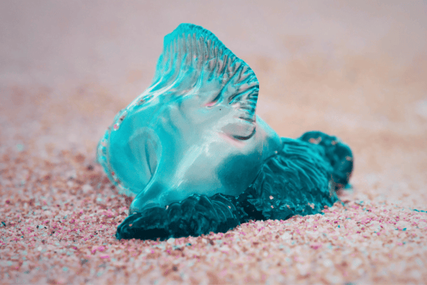 Fragata Portuguesa
